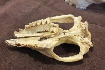 Animal Skull ID: Using Teeth - The Infinite Spider