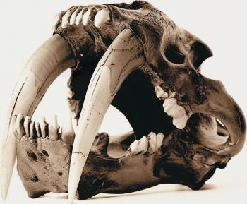 Animal Skulls - Graphis