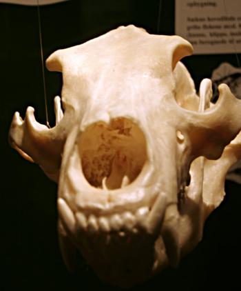 Animal skull