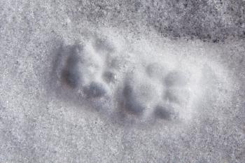 Animal Tracks in Snow