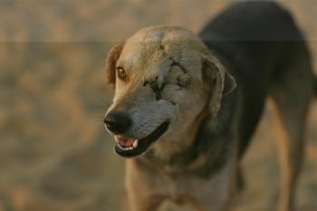 Home - Welfare for Animals in Goa | Welfare for Animals in Goa