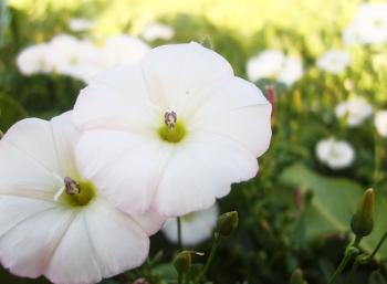 Aniseed Flower White