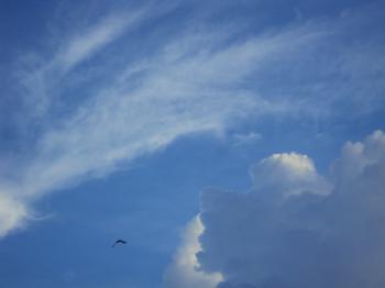 Another bird flapping its wings against the cloud