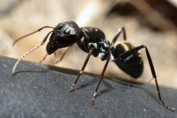 Ants: Fun Facts about Ants & Ant Information for Kids