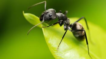 Ant / 1920 x 1080 / Macro / Photography | MIRIADNA.COM