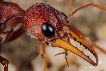Queen Ants, Bees, and Termites Bury Their Dead—Here's Why
