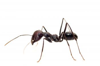 Virginia Ants