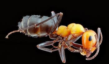 Ant Closeup
