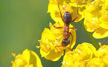 Ant on the Flower