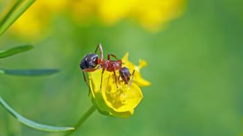Ant on the Flower