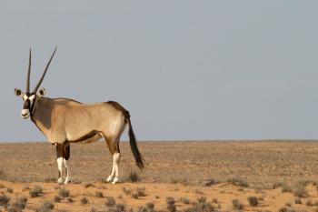 Free picture: antelope, animal, desert, grass, horns, sky