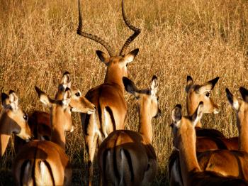 Antelopes on Brown Grass Field