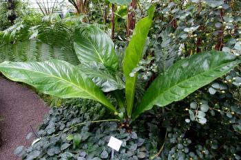 File:Anthurium crassinervium - Botanischer Garten - Heidelberg ...