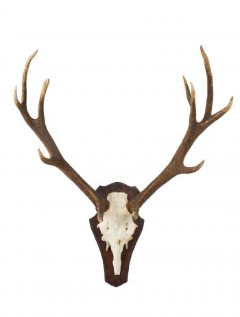 Royal Stag Antlers - 12 Point Red Deer on Shield | The Weird & Wonderful