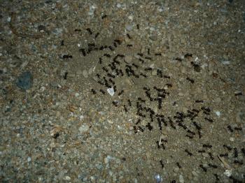 Ants Attack