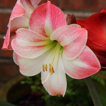 Amaryllis Appleblossom | Pink Amaryllis Bulb | Pink and White ...