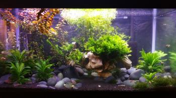 How to set up a low-tech planted aquarium | Aquariadise
