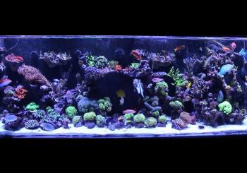 Saltwater Aquarium For Beginners - Mad Hatter's Reef