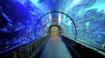 Shark Reef Aquarium in Las Vegas - Mandalay Bay