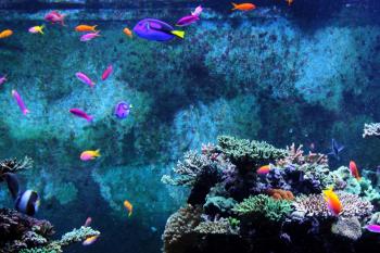 Aquatic Fish Free Stock Photo - Public Domain Pictures