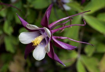 Aquilegia - Wikipedia