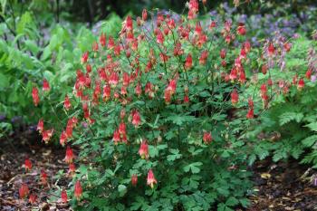 Fafard“Spur” on Pollinators with Columbine Flowers