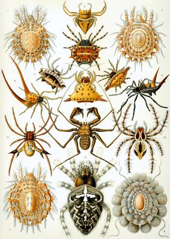 Arachnid - Wikipedia
