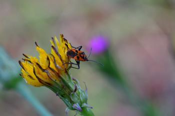 Araignées, insectes et fleurs de la forêt de Moulière (Croix Généraux - Saint Rom)