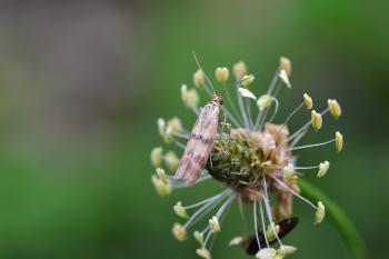 Araignées, insectes et fleurs de la forêt de Moulière (Les Chirons Noirs - Saint Rom)