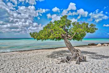Aruba Divi Tree