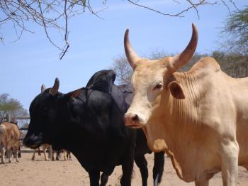 Agriculture for Impact Cross breeding