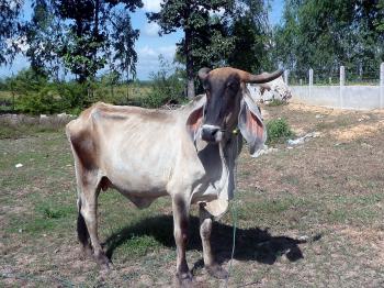 Asian Cattle Breed