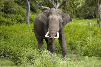 Asian elephant - Wikipedia