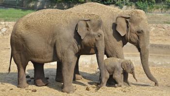 World welcomes Israeli-born Asian elephant calf | ISRAEL21c