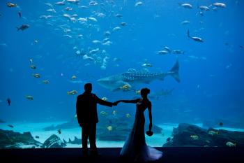 Georgia Aquarium featuring Wolfgang Puck Catering - Atlanta, GA