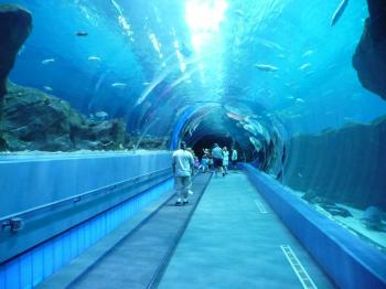 Georgia Aquarium, Atlanta, Georgia, Visit USA. Epic USA Adventure ...