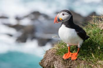 Atlantic puffin - Wikipedia