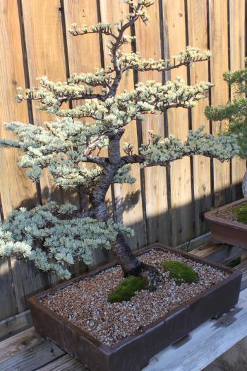 Cedar Bonsai | kuromatsubonsai.com