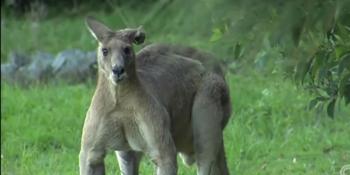 Huge kangaroo hangs out menacingly around Australian neighborhood ...
