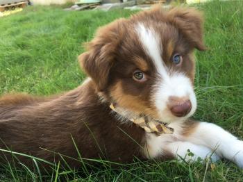 Meet Logan, the adorably cute Australian Shepherd puppy - 12 ...