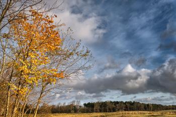 golden leaves against stormy autumn sky | Stan Schaap PHOTOGRAPHY