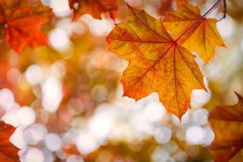 Autumn and Real Estate | Savoy Real Estate