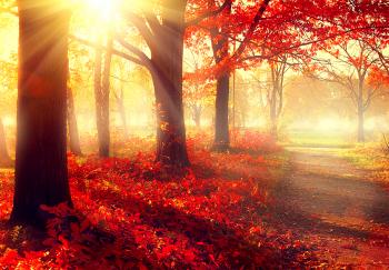 Autumn is Coming (White Wines for Fall) - VinoVinti