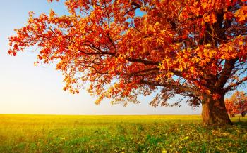 Beautiful tree colored by autumn - Wildlife Archives | Wildlife Archives