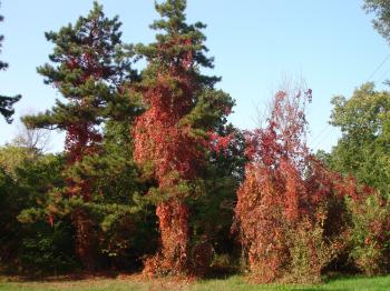 Autumn and tree