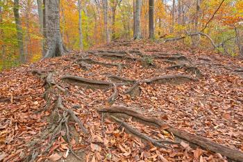 Autumn Avalon Trail - HDR