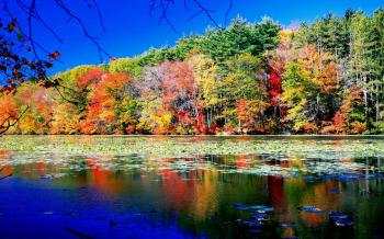 Colourful Autumn Beauty Wallpaper 2167 - Nature HD Desktop Wallpaper