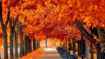 Landscapes: Tree Landscape Nature Leaves Autumn Beauty Wallpapers Hd ...