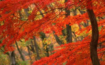 HD Autumn Beauty Wallpapers - HD Free Wallpaper - Desktop Backgrounds