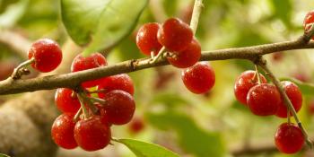 Eat The Enemy: How Eating Autumn Berries Can Help The Environment ...
